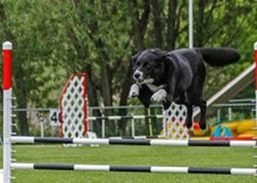 Dog going over an agility jump